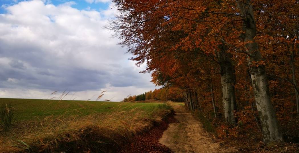 Wsparcie na zalesienie i tworzenie terenów zielonych